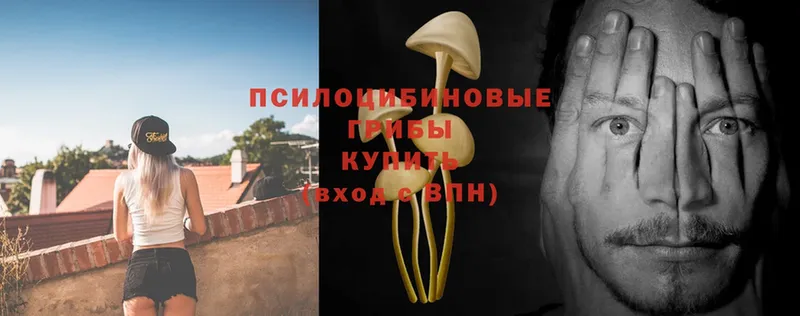 Галлюциногенные грибы Psilocybe  KRAKEN ССЫЛКА  Лыткарино 